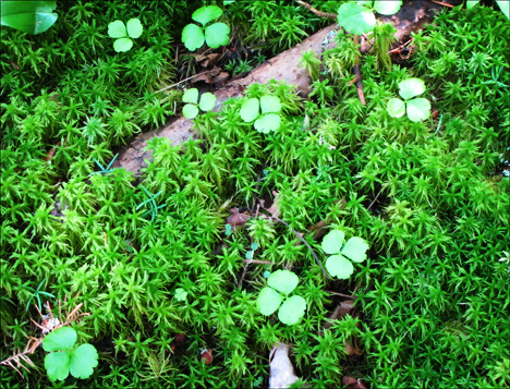 Adirondack Wildflowers:  Goldthread folliage in moss on the Boreal Life Trail